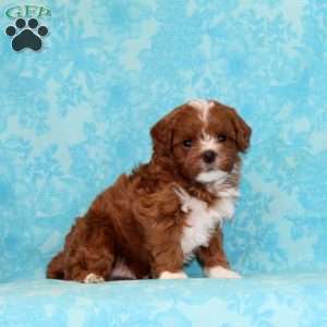 Peanut Butter, Cavapoo Puppy